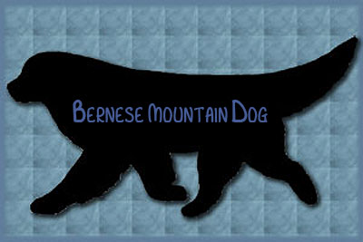 Bernese Mountain Dog