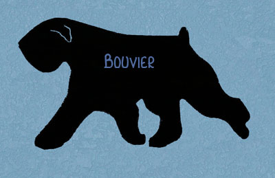 Bouvier- Drop Ears