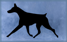 Doberman