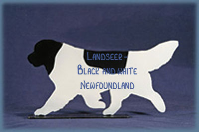 Landseer Newf