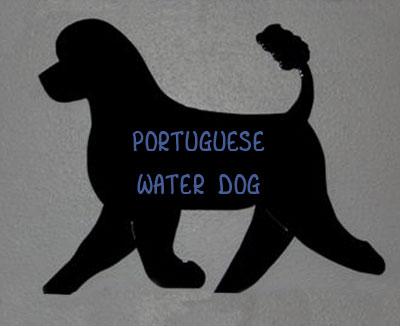 Portugese Water Dog