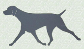Weimaraner