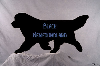 Black Newf