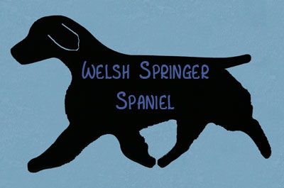 Welsh Springer Spaniel